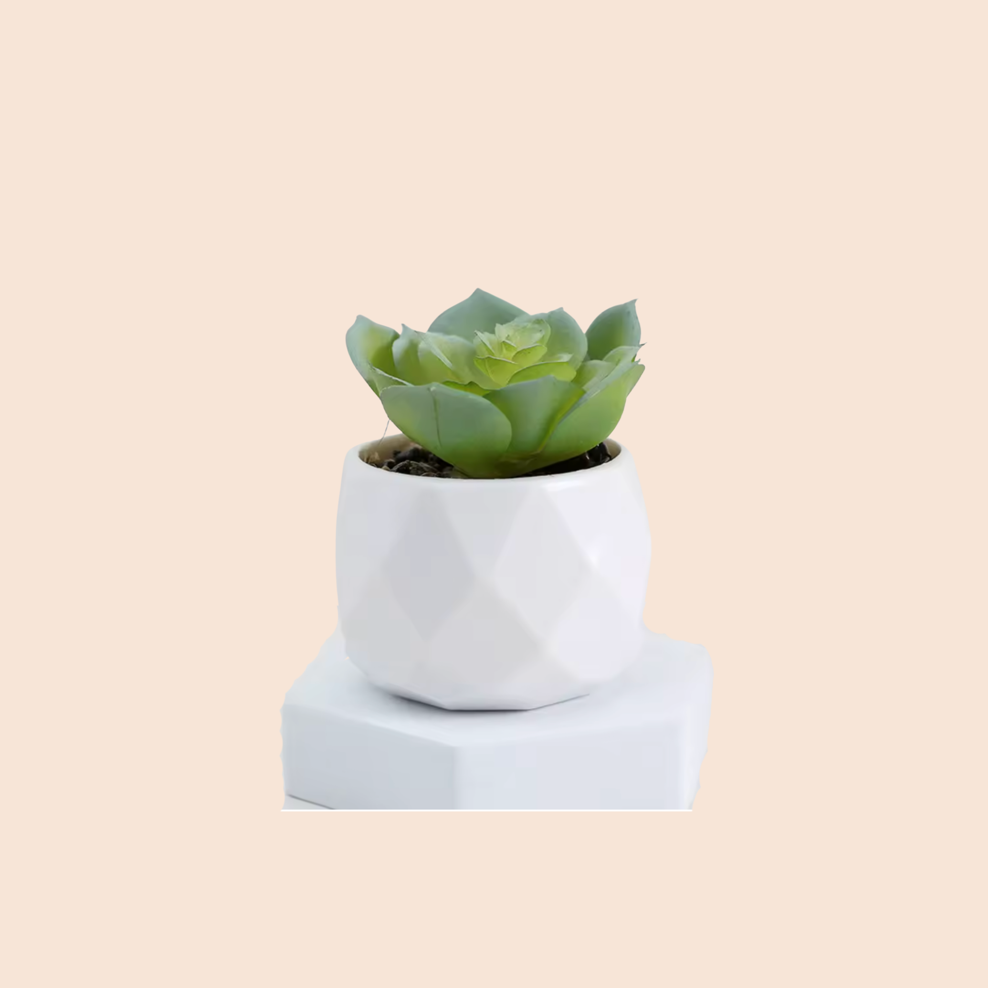 Oden Mini Plant